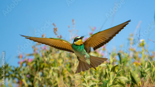 European bee-eater Merops Apiaster in the wild