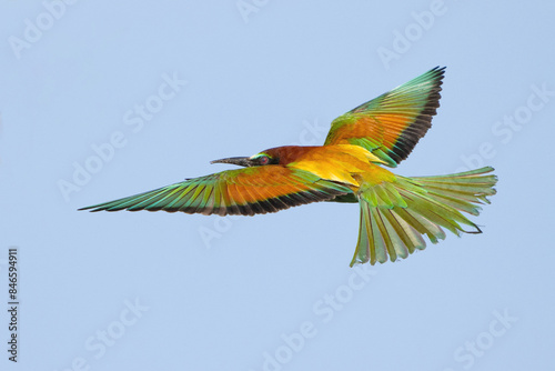 European bee-eater Merops Apiaster in the wild. A bird flying in the sky close up