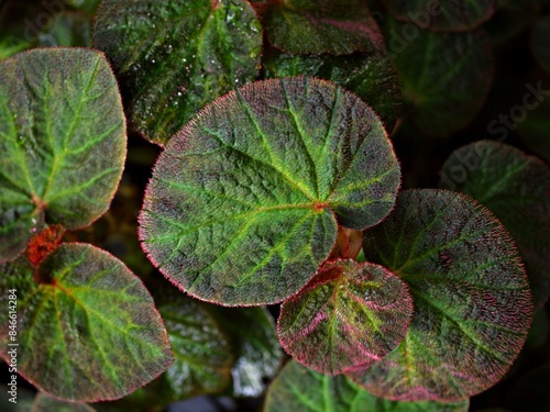 Closeup foliage leaf of Begonia rex Chloroneura plants Emerald Giant Begoniaceae ,Begonia soli mutata ,Sun-Changing ,leaves background, 