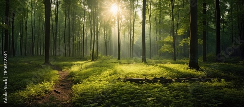 A wide shot of a summer forest filled with morning sunlight beams, creating a nature-themed composition ideal for ecotourism with ample copy space image.