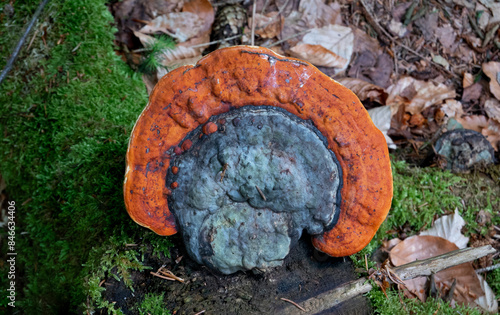 Top view of the stem decay fungus Red-belted conk