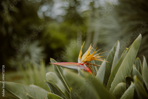 Madeira, strelitzia