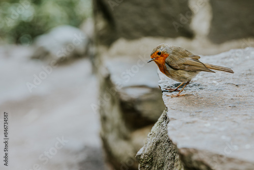 Madeira bird