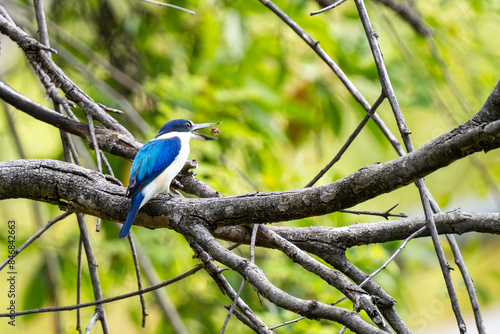 Forest Kingfisher in Katherine Gorge (Nitmiluk National Park), Northern Territory, Australia