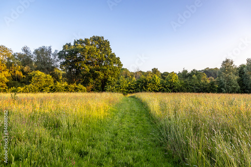 Evening light in rural Sussex, with a grass pathway mowed through a meadow