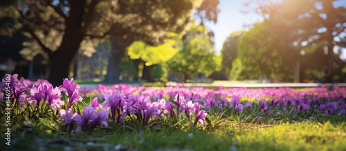 Vibrant purple flowers bloom among the green grass in a park, with tall trees providing a natural backdrop. with copy space image. Place for adding text or design