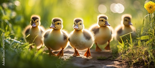 Young ducklings stroll in a row on a green grass path under the warm sun, showcasing their adorable charm. with copy space image. Place for adding text or design
