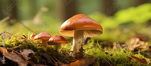 Mushrooms thriving on the verdant forest floor among moss, leaves, and grass, creating a natural composition. with copy space image. Place for adding text or design