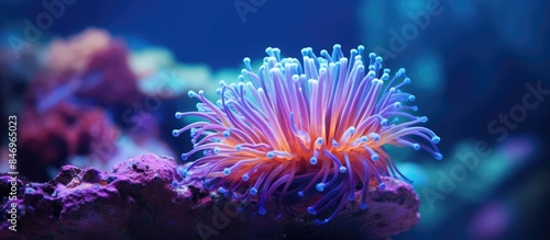 Sea anemone in aquarium tank displaying vibrant purple and orange colors. with copy space image. Place for adding text or design