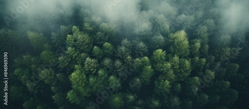 Lush forest landscape filled with numerous trees enveloped in a blanket of fog. with copy space image. Place for adding text or design
