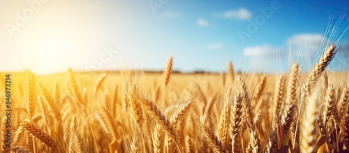 Ripe cereal ears sway in the sunny farm field, creating a picturesque rural scene under the blue sky. with copy space image. Place for adding text or design