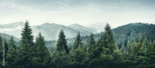 Pine trees scattered across the slopes of a mountain range, set against a backdrop of cloudy skies. with copy space image. Place for adding text or design