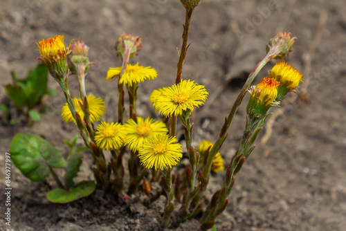 Coltsfoot flower in spring forest, mother and stepmother first flowers. Blooming Tussilago farfara at april