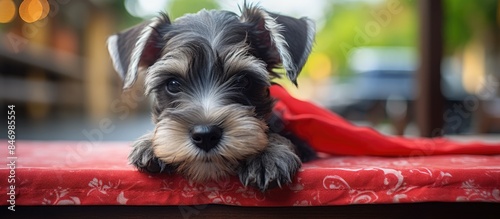 Miniature schnauzer puppy with folded ears and red bandana poses on brick ledge backdrop at an outdoor cafe. with copy space image. Place for adding text or design