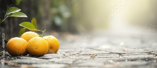 Ripe, fresh oranges lying on the ground near a tree. with copy space image. Place for adding text or design
