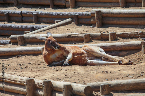 リラックスしたカンガルー