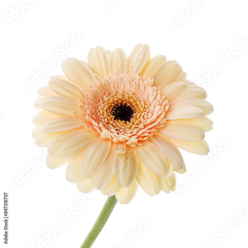 One beautiful tender gerbera flower isolated on white