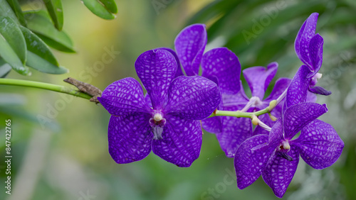 close up of the vanda orchid pachara delight in bloom at a garden in florida