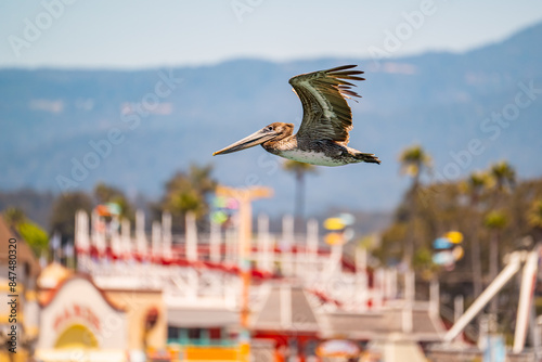 American brown pelican are flying, Santa Cruz, California