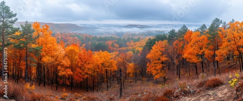 A Forest With Trees In Various Stages Of Autumn, The Trees Mostly Orange But Some Still Green, A Picturesque Scene, HD