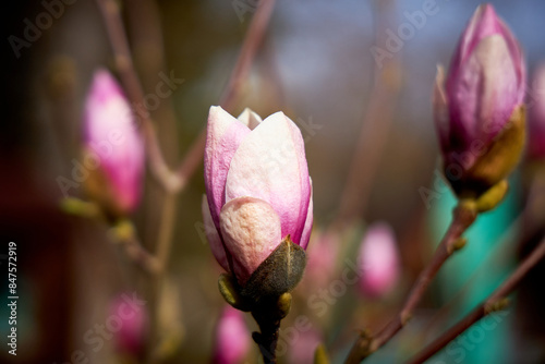 Several magnolia buds that have not yet opened, with soft pink petals on a blurred background.