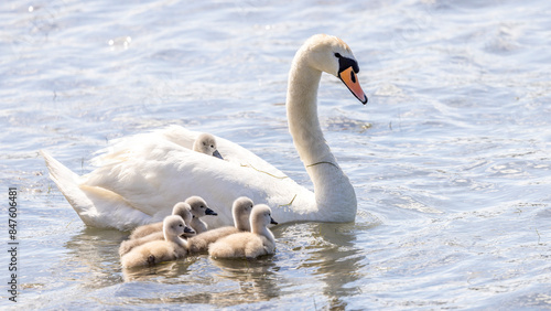 Mute swan with its young on a pond