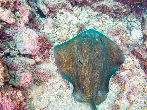 The Beautiful and large Izu Stingray (Dasyatis izuensis) swims leisurely.Hirizohama beach, by ferry from Nakagi, Minami-Izu-cho, Izu Peninsula, Shizuoka Prefecture, Japan. - October, 2022. 