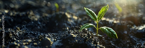 Young sprout in black earth, young plant on dark soil background, green leaves on ground, eco bio plants