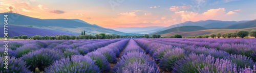 Lavender fields in a rural valley with mountains in the distance, clear sky and natural light, focusing on the rows of purple flowers and serene landscape