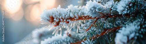 Closeup of fir tree twig covered with snow. Banner and background concept.
