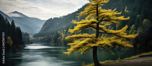 larch on the background of the river. Creative banner. Copyspace image