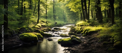 Afternoon light in forests and streams. Creative banner. Copyspace image