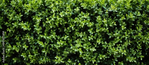 wild privet common privet or european privet Ligustrum vulgare. Creative banner. Copyspace image