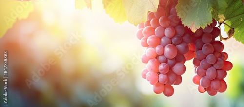 bunch of ripe grapes on grapevine right before harvest. Creative banner. Copyspace image