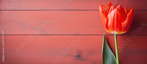 Orange Red Tulip. Creative banner. Copyspace image
