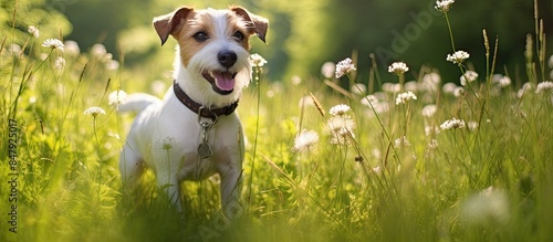 Blonde golden jack russell terrier playing in the grass. Creative banner. Copyspace image
