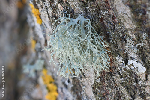 Evernia prunastri, also known as oakmoss, a beautiful lichen used widely in perfume industry as a fixative