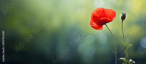 Red Poppy. Creative banner. Copyspace image