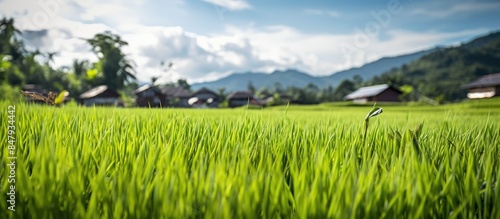 Asian landscape Rice field. Creative banner. Copyspace image