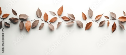 Gray shadows of wild leaves on white wall