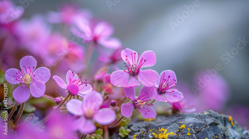 Close-up of purple saxifrage flowers in bloom on a springtime day