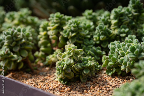 Cotyledon Tomentosa succulent plant close up in the garden