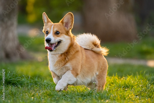 dog in the grass