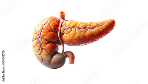 human Pancreas Anatomy cut out transparent isolated on white background PNG file