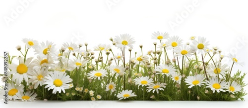 spring grass and daisy wildflowers isolated with clipping path and alpha channel. Creative banner. Copyspace image