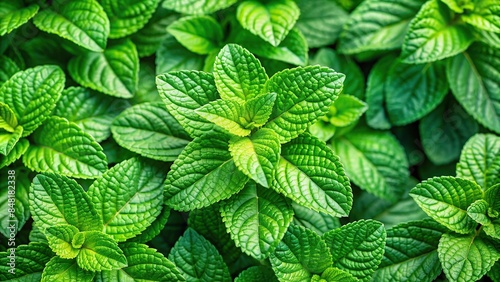 Bright green aromatic plant leaves, green, leaves, aromatic, plant, natural, fresh, foliage, healthy, organic, herb, botany