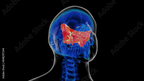 Human skeleton skull sphenoid bone anatomy for medical concept 3D rendering