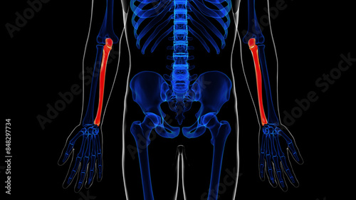 Human skeleton ulna bone anatomy for medical concept 3D rendering