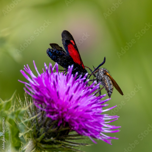 Fly attacking a Burnetts moth on a thistle.