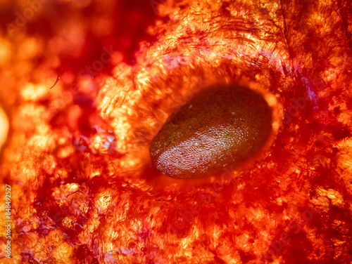 detail of a strawberry achene under the microscope - optical microscope x50 magnification